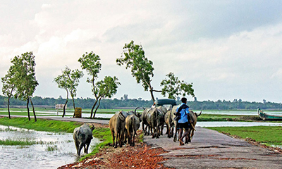 ভিডিও