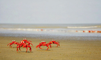 ভিডিও