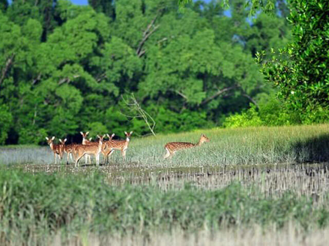 Sundarban