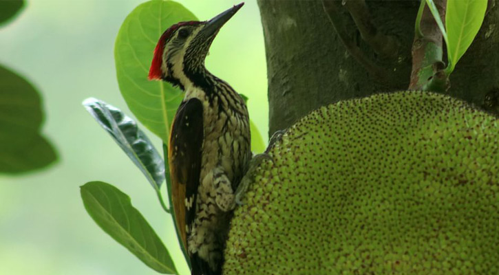 পহেলা বৈশাখ উদযাপন উপলক্ষে রমনা বটমূলে সঙ্গীত পরিবেশন
