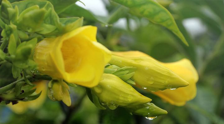 পহেলা বৈশাখ উদযাপন উপলক্ষে রমনা পুরো এলাকা আইনশৃঙ্খলা বাহিনীর সদস্যদের নিরাপত্তা চাদরে ঢাকা